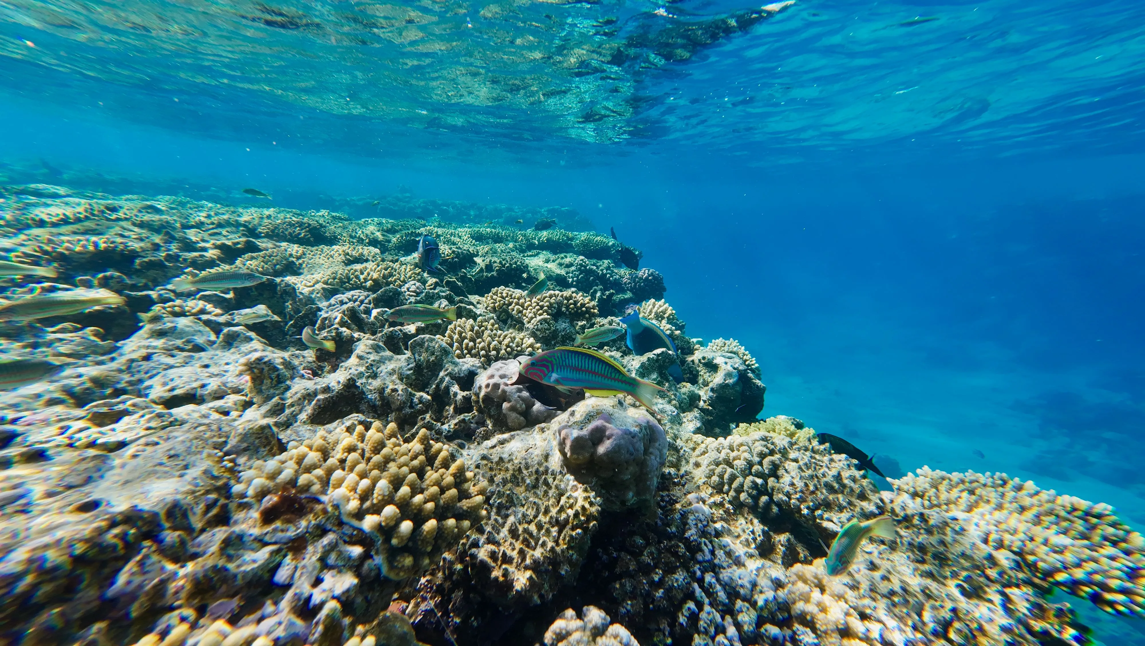 cairns great barrier reef