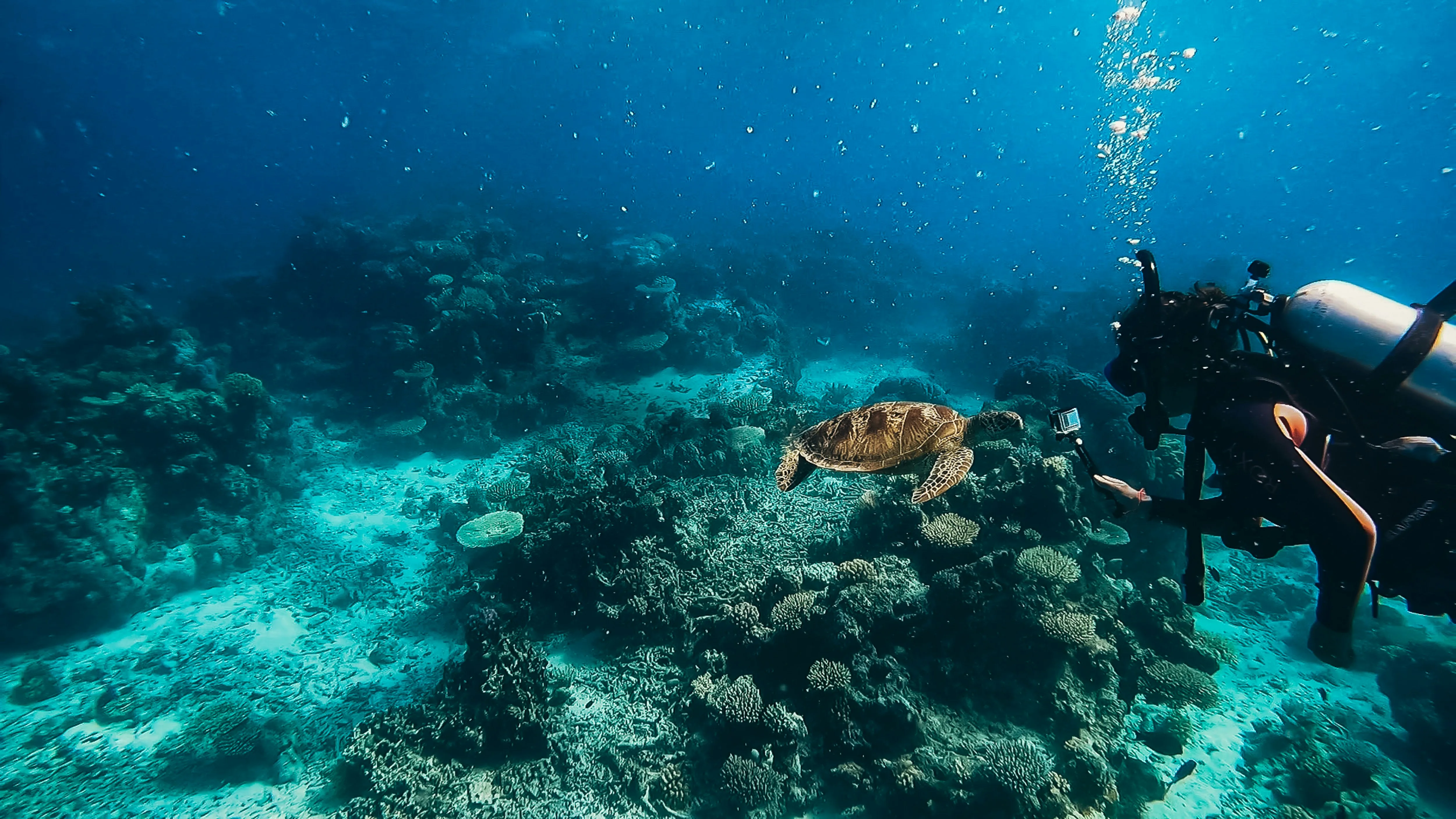 great barrier reef diving