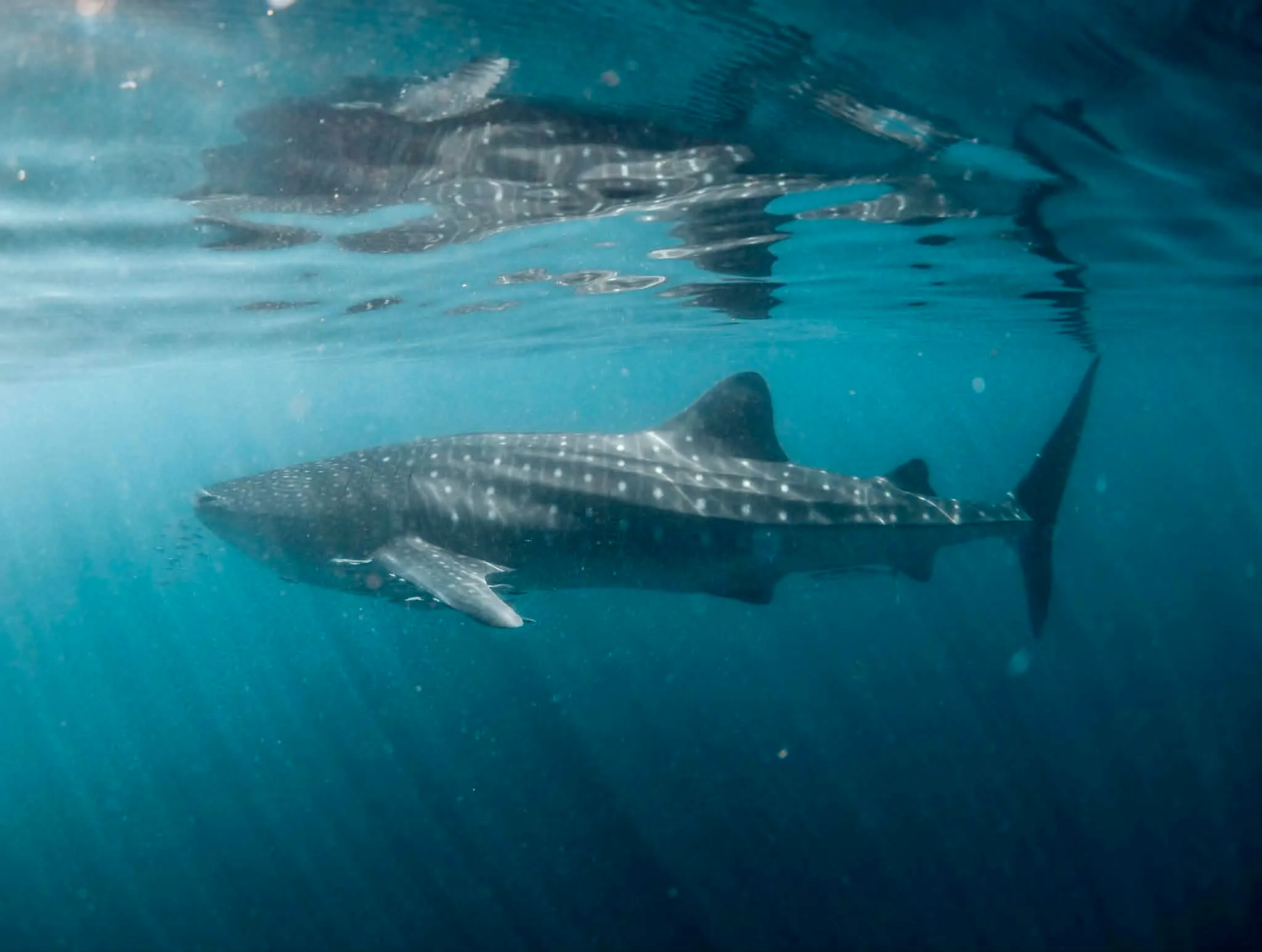 ningaloo reef whale shark 2