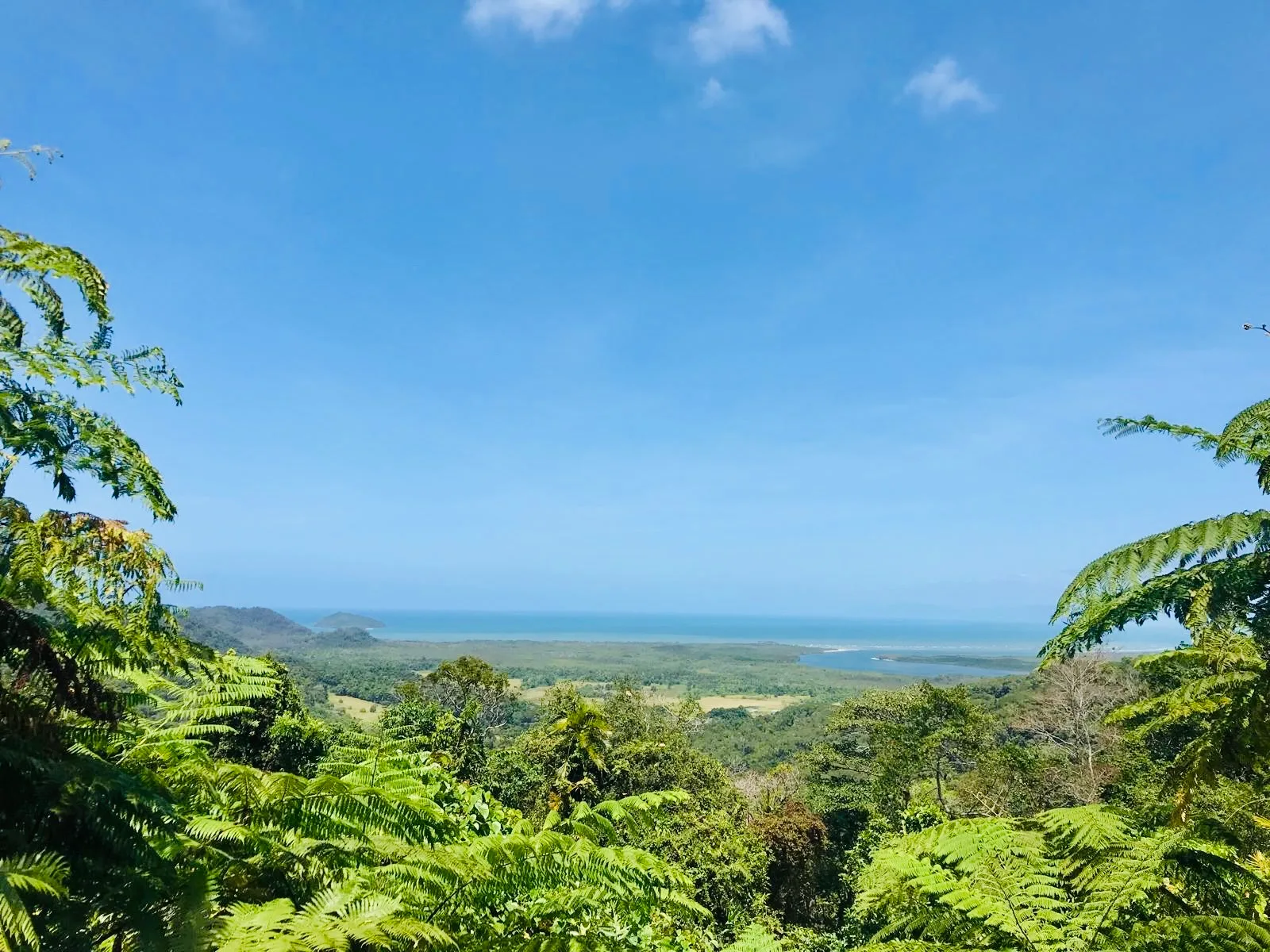 Daintree Rainforest
